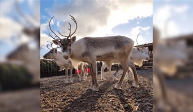 The Church Farm Santa Experience reindeers looking at the camera.