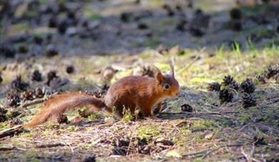 Squirrel Cycle Route