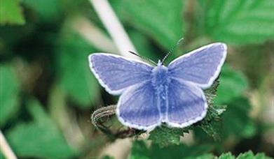 Butterfly Cycle Route
