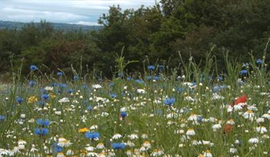 Ness Wildflowers